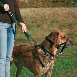 Trixie Köpek Eğitim Tasması Small-Beden 22cm