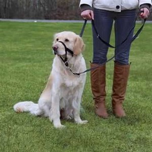 Trixie Uzman Köpek Eğitim Tasması M 27cm